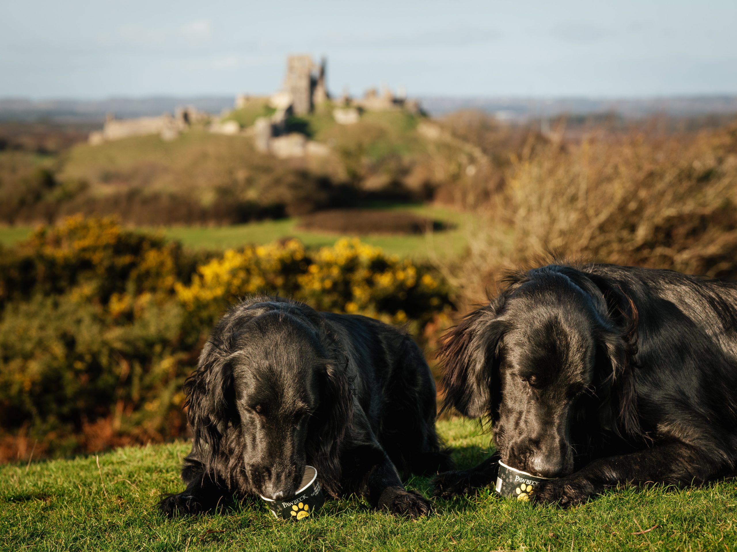 Pawbeck iced dog treat, doggy ice cream. Dorset food and drink