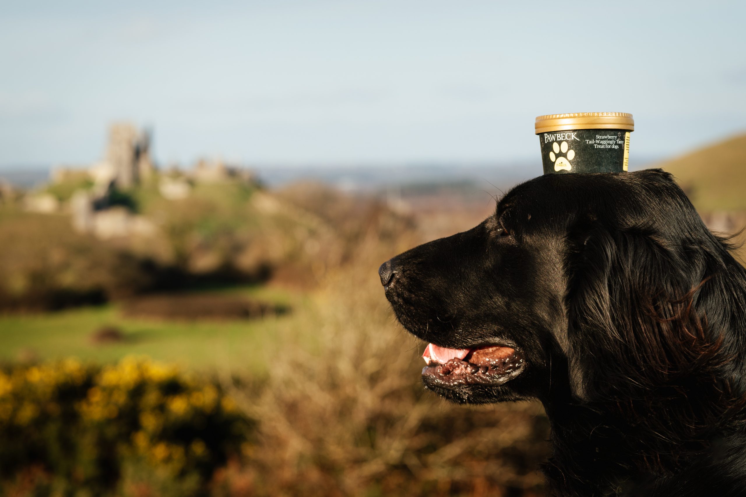 Pawbeck iced dog treats, doggy ice cream